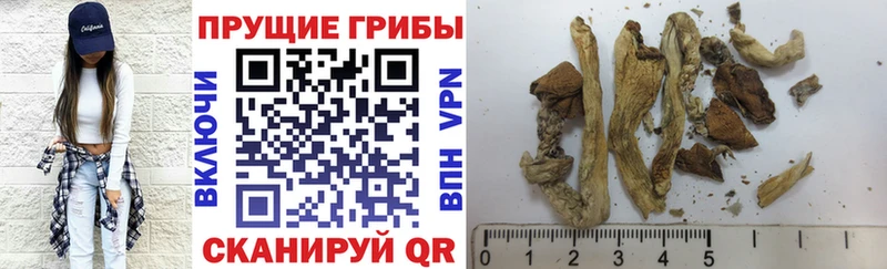 где можно купить наркотик Райчихинск Псилоцибиновые грибы GOLDEN TEACHER